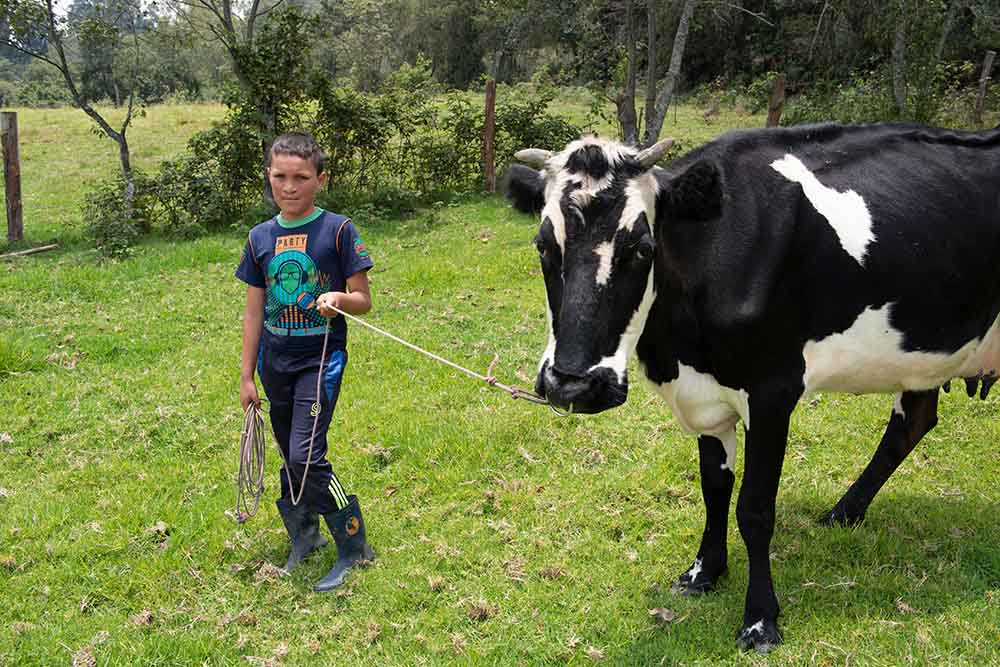 Neitan taking a cow to get some water