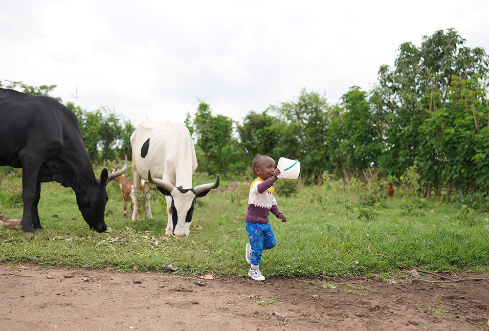 Eric tends his family's cows