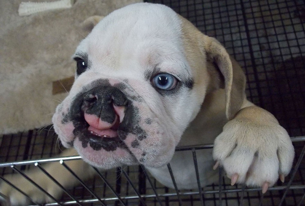 Stanley standing in his pen when he first saw Debbie 