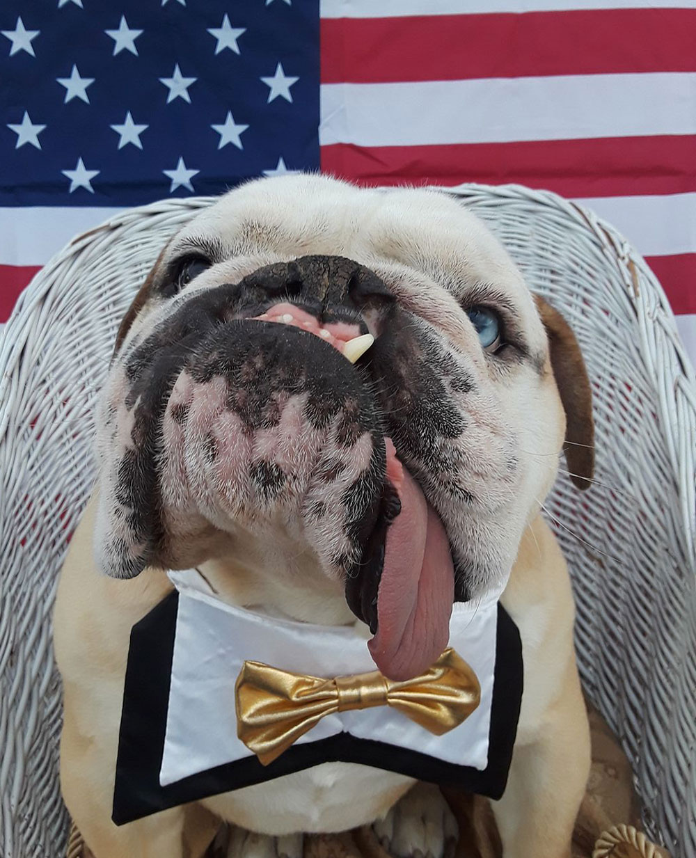 Stanley in a bowtie before the American flag