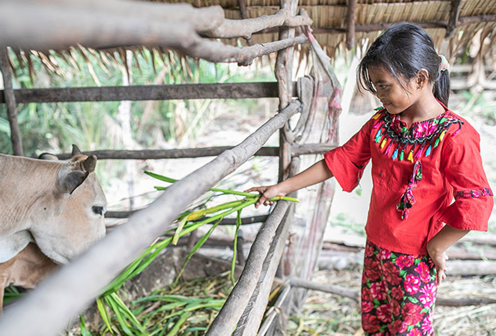 Aira feeding one of the family's cows