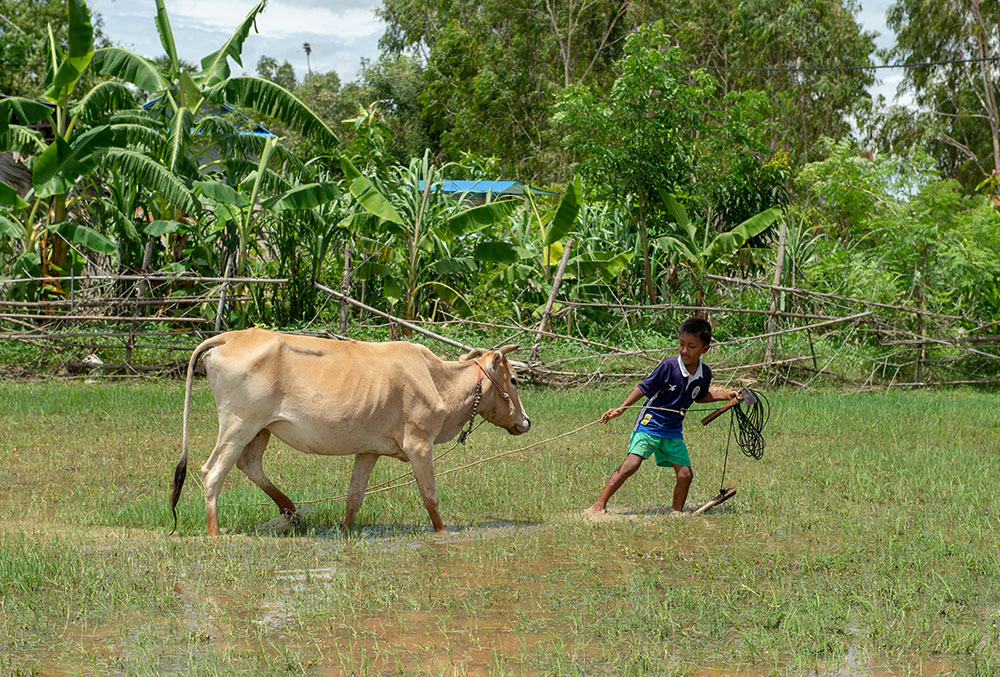 Sokim with a cow in Cambodia