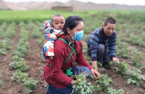 Bao with an untreated cleft on his mother's back while she is farming