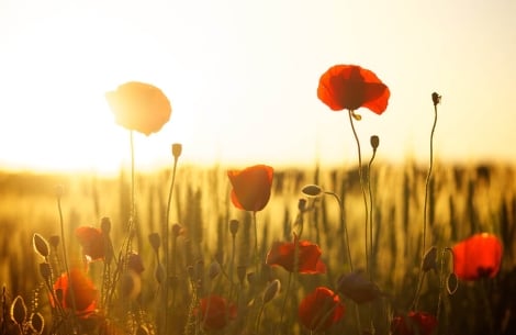 flowers in a field during sunset