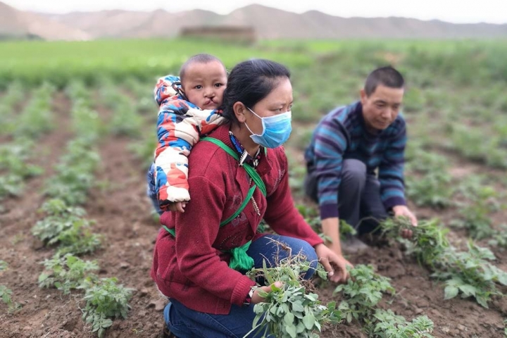 Bao with an untreated cleft on his mother's back while she is farming