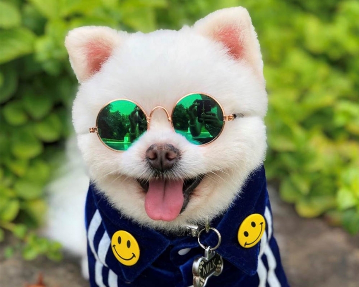 Milk Pom Star wears some very cool sunglasses