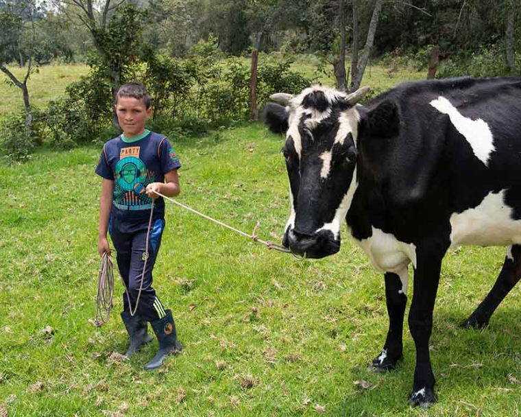 Neitan taking a cow to get some water