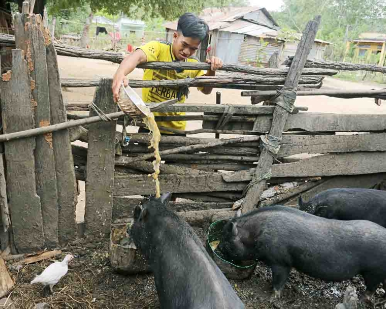 Ray feeding pigs