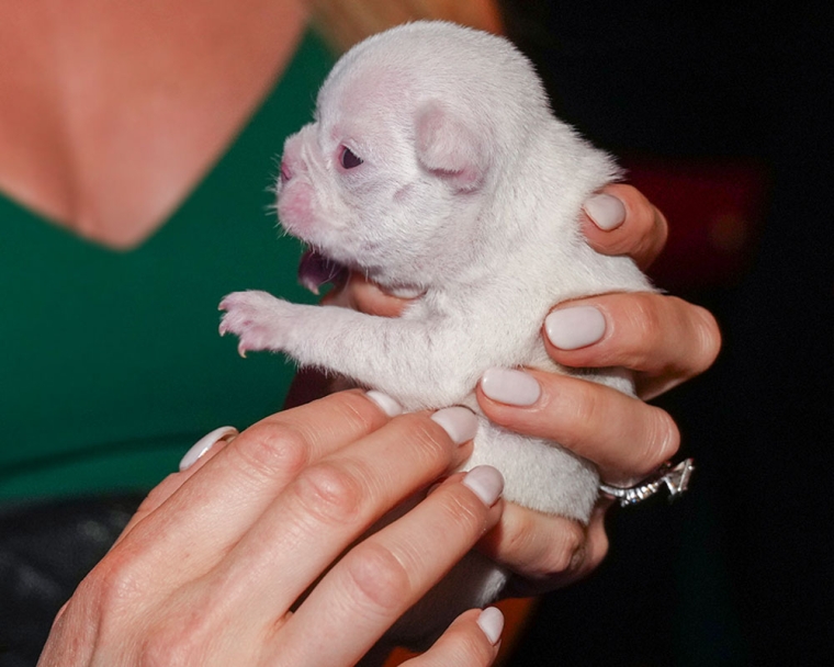 A woman holds a French bulldog puppy with a cleft
