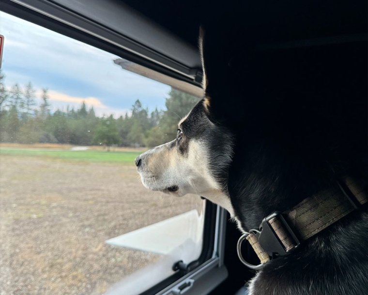 The Houghs' dog